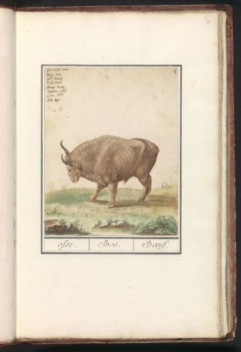 Ox (Bos taurus)