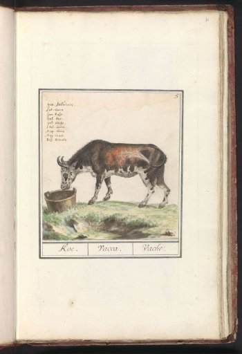 Cow (Bos taurus)