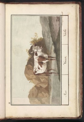 Cow (Bos taurus)