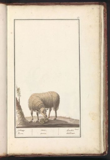 Sheep (Ovis aries)