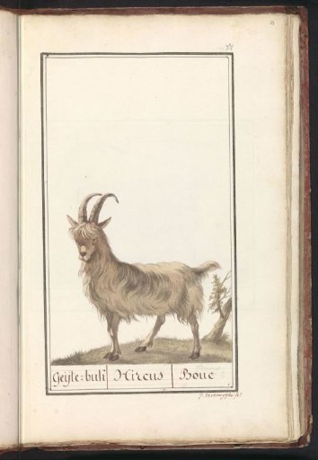 Goat (Capra hircus)