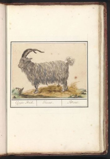 Goat (Capra hircus)