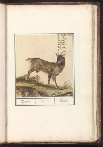 Goat (Capra hircus)