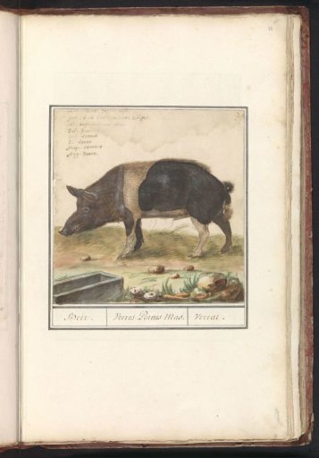 Pig (Sus scrofa domesticus)