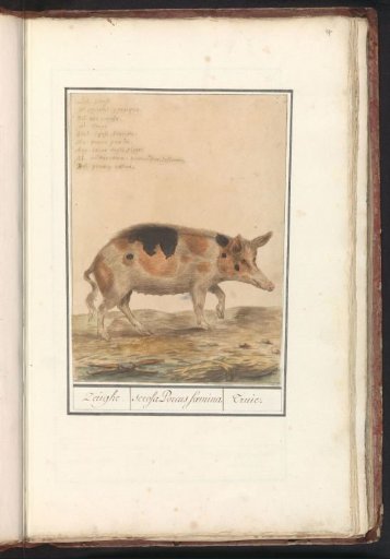 Pig (Sus scrofa domesticus)