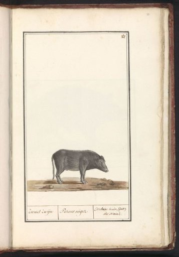 Pig (Sus scrofa domesticus)
