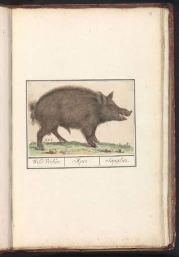 Wild Boar (Sus scrofa)