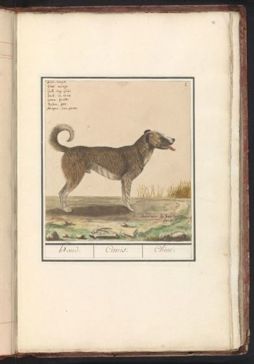 Dog (Canis lupus familiaris)