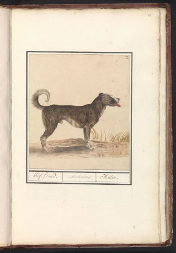 Dog (Canis lupus familiaris)