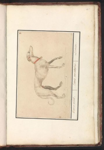 Sighthound (Canis lupus familiaris)