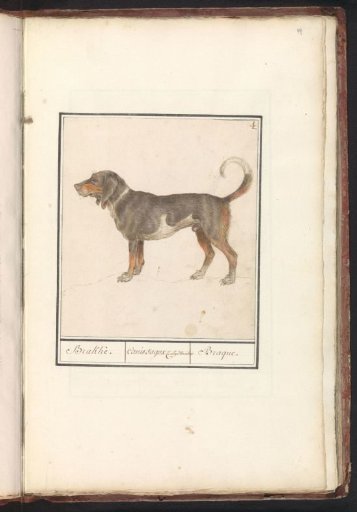 Beagle or Braque du Bourbonnais (Canis lupus familiaris)