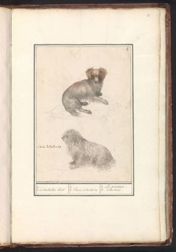 Two dogs (Canis lupus familiaris)