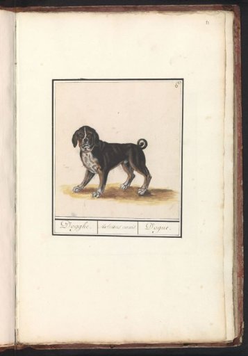 Dog (Canis lupus familiaris)