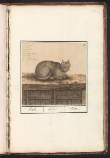 Cat (Felis catus)