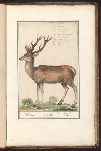 Deer (Cervidae)