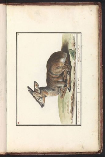 Deer (Cervidae)