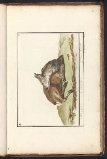 Deer (Cervidae)