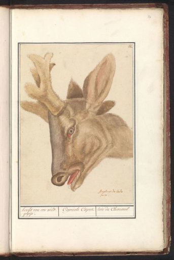 Head of a deer (Cervidae)