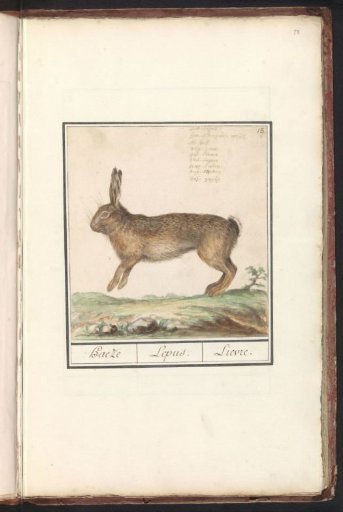 European Hare (Lepus europaeus)