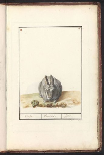 Rabbit (Oryctolagus cuniculus)