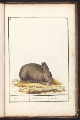 Rabbit (Oryctolagus cuniculus)