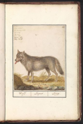 Wolf (Canis lupus)