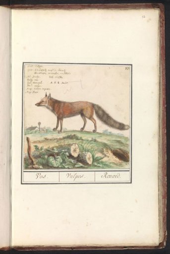 Fox (Vulpes vulpes)