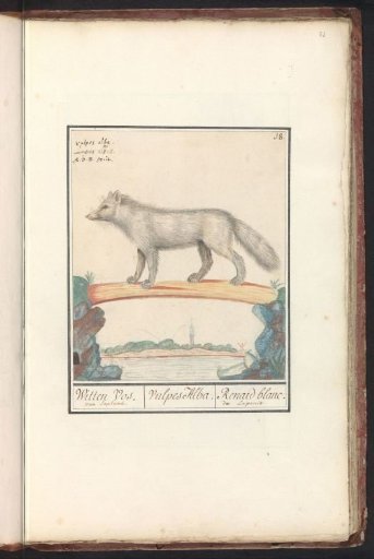 Arctic Fox (Vulpes lagopus)