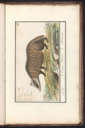 Badger (Meles meles)