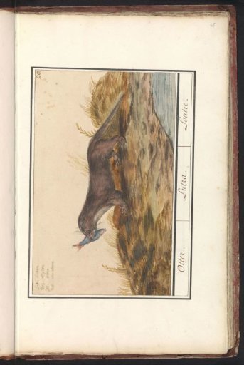 Otter (Lutra lutra)
