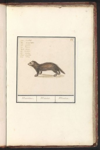 Pine Marten (Martes)