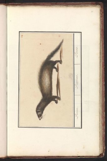 Polecat (Mustela putorius)