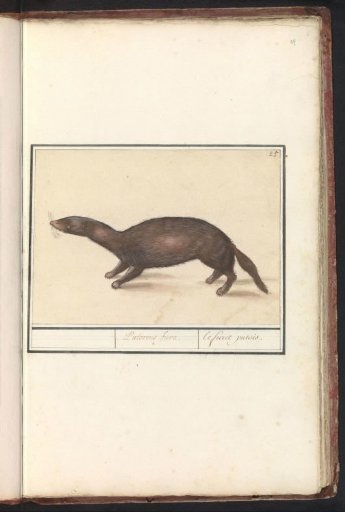 Ferret (Mustela putorius furo)