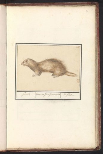 Ferret (Mustela putorius furo)