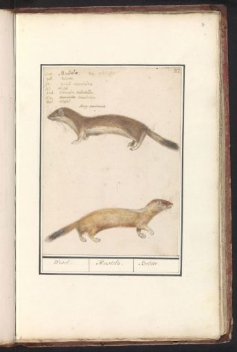 Weasel (Mustela nivalis)