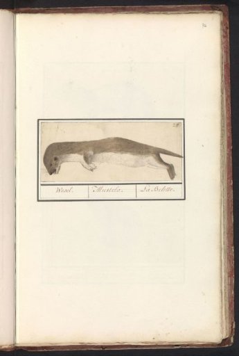 Weasel (Mustela nivalis)