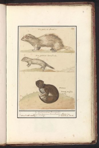 Ermine (Mustela erminea) and Stoat (Mustela lutreola)