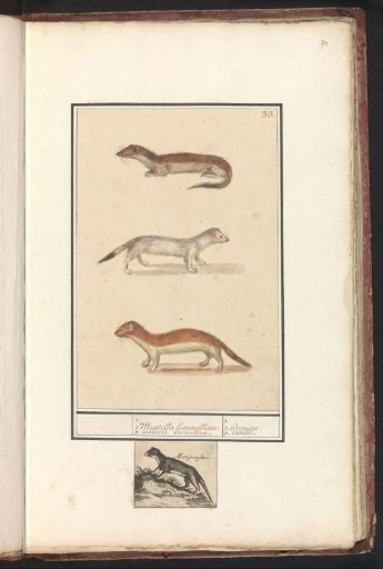 Ermine (Mustela erminea)