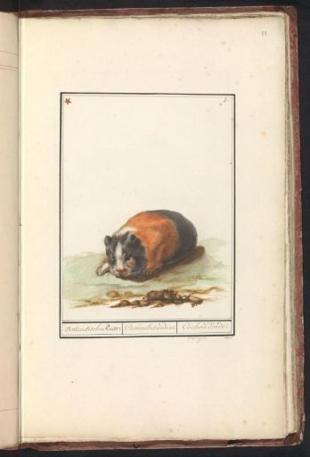 Guinea pig (Cavia)