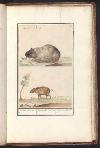 Guinea pig (Cavia porcellus) and pig