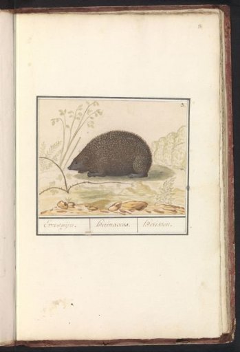 Hedgehog (Erinaceus europaeus)