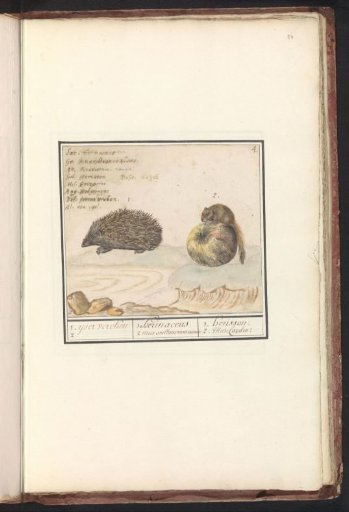 Hedgehog (Erinaceus europaeus) and hazel dormouse (Muscardinus avellanarius)