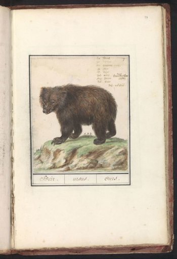 European brown bear (Ursus arctos arctos)