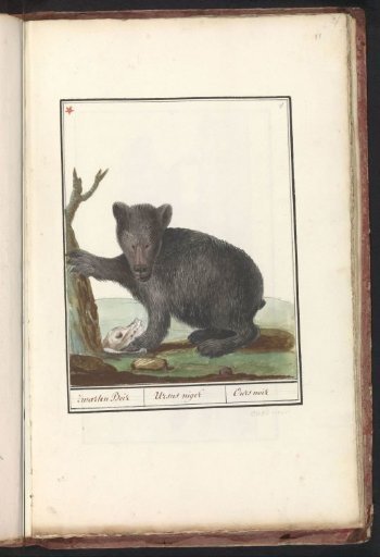 Black bear (Ursus)