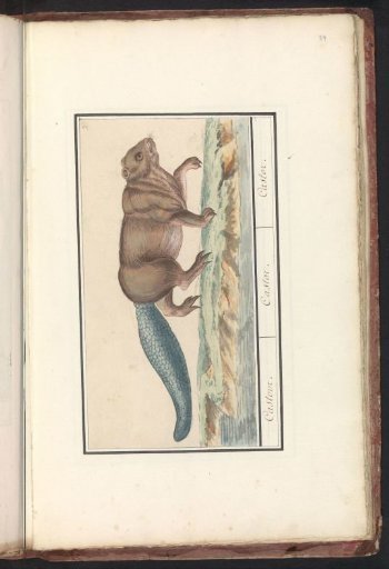 Beaver (Castor)