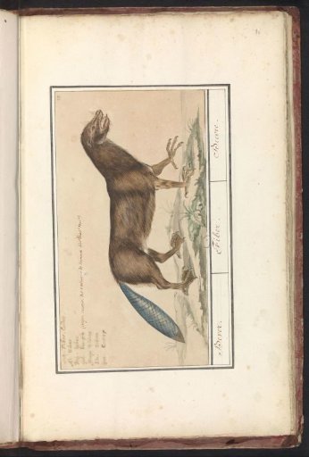 Composite specimen with the tail of a beaver