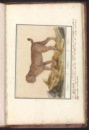 Lynx (Lynx lynx)