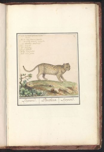 Leopard (Panthera pardus)