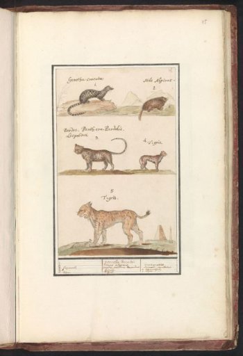 Civet cat (Viverra), alpine marmot (Marmota marmota), leopard (Panthera pardus) and lynx (Lynx lynx)