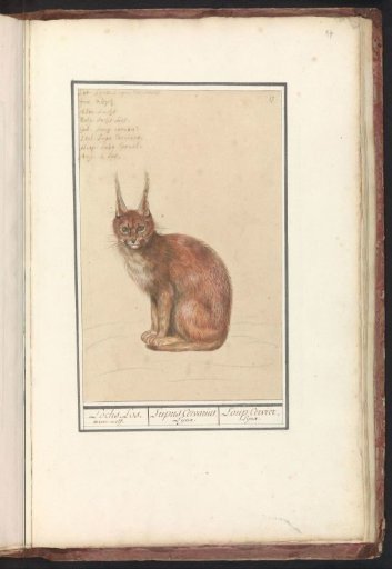 Lynx (Lynx lynx)